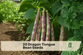 20 Dragon Tongue Bean Seeds – Heirloom Phaseolus vulgaris Bush Bean with Cream Pods & Purple Streaks for Garden & Container Growing