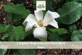 1 Live Plant Bigleaf Magnolia Macrophylla Bare Root Sapling White Flower
