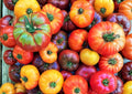 Big Rainbow Tomato Seeds – Heirloom Non-GMO Bicolor Beefsteak, Juicy Yellow and Red Fruits for Garden Planting