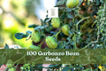 Garbanzo Bean Seeds 100 Pack | Edible Chickpea Cicer arietinum for Outdoor Garden Planting