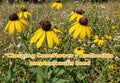 100 Clasping Coneflower Seeds Rudbeckia amplexicaulis Yellow Wildflower Seeds Pollinator Friendly Native Prairie Flower