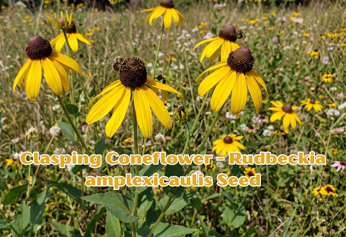 100 Clasping Coneflower Seeds Rudbeckia amplexicaulis Yellow Wildflower Seeds Pollinator Friendly Native Prairie Flower