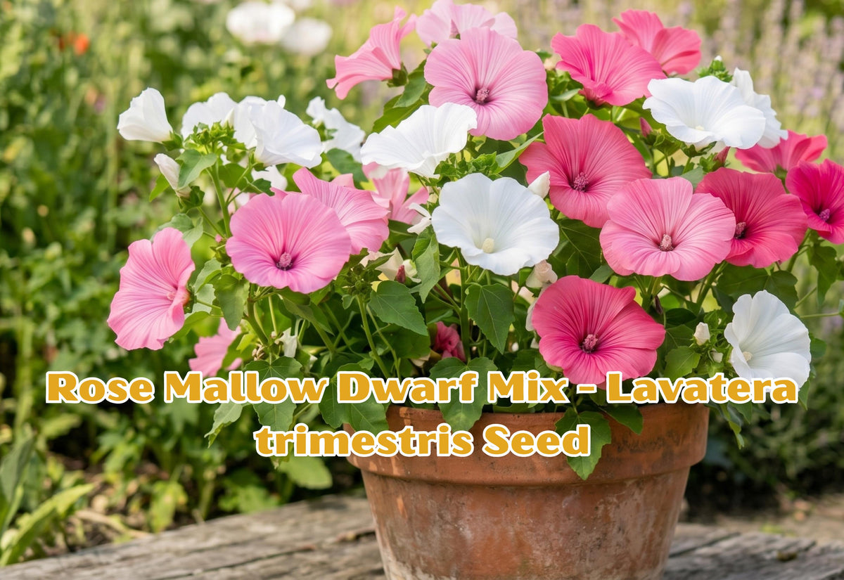 Rose Mallow Dwarf Mix Seeds – Lavatera trimestris Annual Flowers – Compact, Mixed Bloom Colors – Easy to Grow, Full Sun