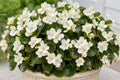 Whiskey White Begonia Seeds | Pelleted Flowering Plant | Cocktail Series | White Blooms & Glossy Foliage