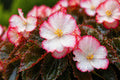 Rum Begonia Seeds | Pelleted, White Red Edge Cocktail Series, Ornamental Flower, Shade Garden, Container Planting
