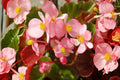 Light Pink Begonia Seeds | Pelleted Cocktail Series Brandy Begonia for Containers & Borders