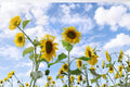 Mammoth Grey Stripe Sunflower Seeds – Heirloom Non-GMO Giant Blooms for Edible Seeds, Tall Annual Garden Plant