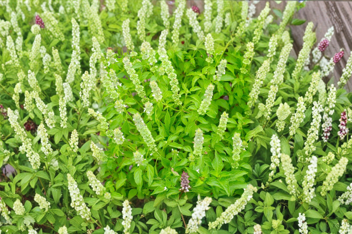Organic Lemon Basil Seeds – Heirloom Culinary Herb Garden Pack of 1500+ Seeds for Fresh Cooking & Teas