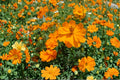 Sulphur Cosmos Bright Lights Seeds – Orange and Yellow Blooms, Pollinator Friendly, Fast-Growing Annual, 200+ Seeds