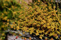Mormon Tea Seeds, Ephedra viridis, Desert Shrub, Drought Tolerant, Native Plant, Xeriscape, Arid Garden, 10 Seeds