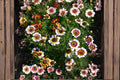 Painted Daisy Mix Seeds - Heirloom, Non-GMO, Large Blooms, Pollinator Friendly Garden Mix