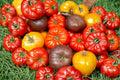 Heirloom Beefsteak Tomato Seeds – Large Juicy Fruits, High Yield, Indeterminate, Non-GMO, for Garden, Container, and Raised Bed Planting