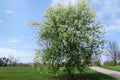 Black Chokecherry Seeds (Prunus virginiana) – Edible Fruit, Wildlife Support, Native Shrub or Small Tree, Fall Color