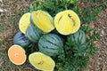 Mountain Sweet Watermelon Seeds, Orange Flesh Heirloom, Non-GMO, High Yield, Garden Planting, Juicy Melons
