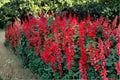 Scarlet Sage Seeds, Salvia coccinea, Red Flower, Pollinator Friendly, Hummingbird Garden, Heirloom, 500+ Seeds