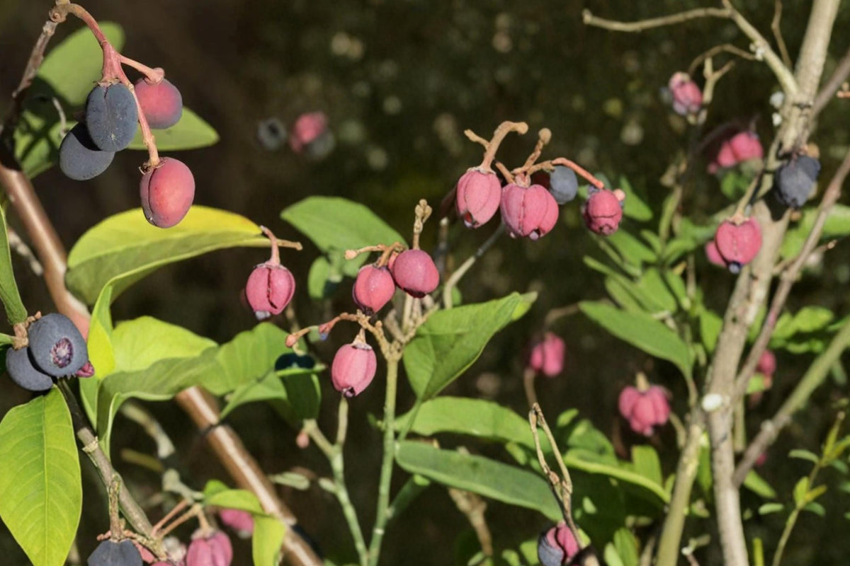 30 Seeds Indian Plum Oemleria cerasiformis Ornamental Native Shrub White Flowers Wildlife Garden