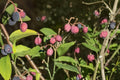 Indian Plum Seeds – Oemleria cerasiformis, Native Deciduous Shrub for Woodland Gardens, Early Spring Flowers & Dark Purple Fruit
