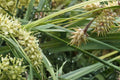 Deflexed Bottlebrush Sedge Seeds 50 Pack - Carex retrorsa - Perennial Grass for Rain Gardens & Moist Landscapes