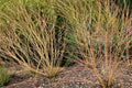 40 Seeds Bloodtwig Dogwood Cornus sanguinea Hardy Shrub Winter Color Wildlife Garden