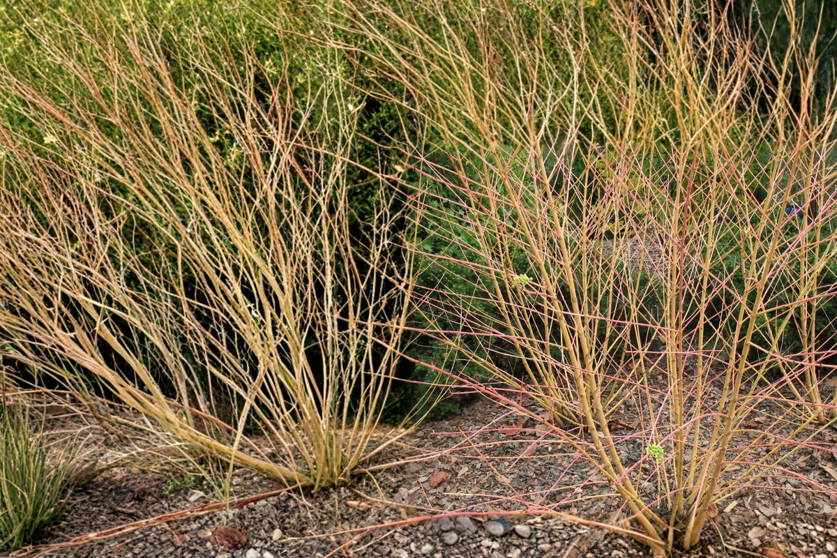 40 Seeds Bloodtwig Dogwood Cornus sanguinea Hardy Shrub Winter Color Wildlife Garden