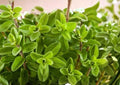Lemon Basil Seeds – Organic Heirloom Non-GMO Herb Seeds for Culinary, Tea & Garden – Ocimum basilicum