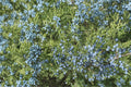 Common Juniper Seeds, Evergreen Shrub, Blue Berries, Juniperus communis, Drought Tolerant, Landscaping, Wildlife Garden