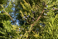 Eastern Red Cedar Seeds, Juniperus virginiana, Native Evergreen Tree, Drought Tolerant, Wildlife Habitat, Landscaping, 25 Seeds