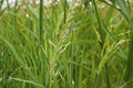 100 Seeds Smooth Panicgrass Panicum dichotomiflorum Warm Season Grass