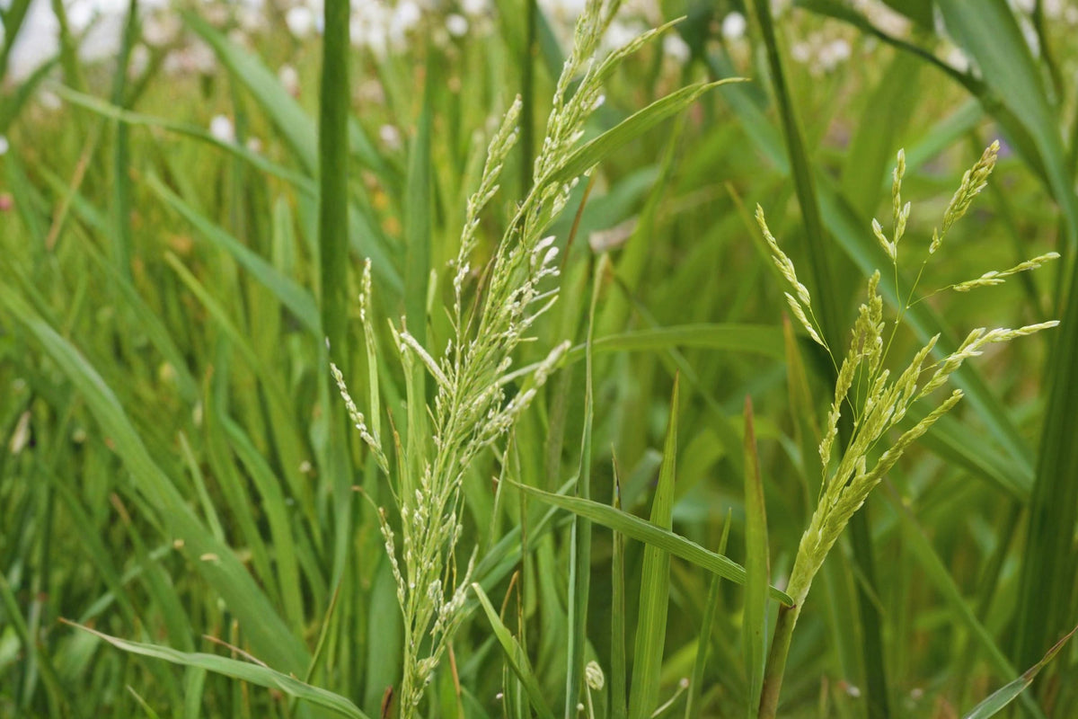 100 Seeds Smooth Panicgrass Panicum dichotomiflorum Warm Season Grass
