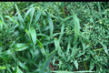 100 Seeds Deertongue Panicum clandestinum Warm Season Grass