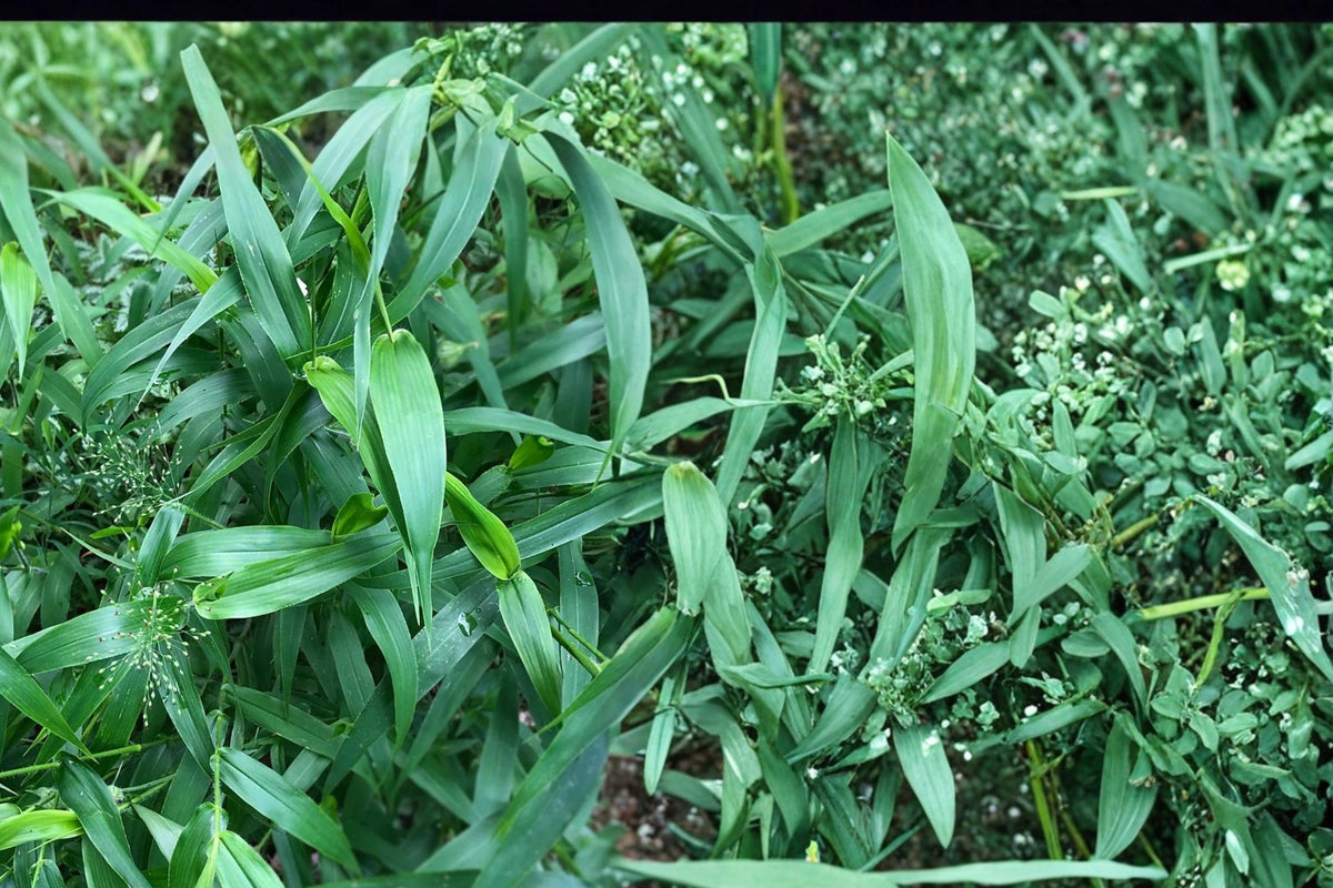100 Seeds Deertongue Panicum clandestinum Warm Season Grass