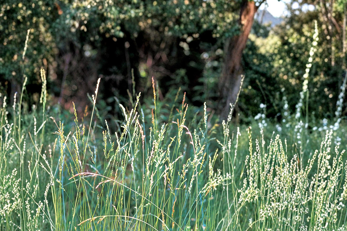 100 Seeds Tall Fescue Grass Festuca arundinacea Cool Season Lawn Turf
