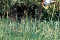 Tall Fescue Grass Seeds - 100 Seeds - Fawn Variety - Festuca arundinacea - Durable Cool-Season Lawn & Pasture Grass