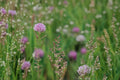 100 Seeds Colonial Bentgrass Agrostis tenuis Lawn Ground Cover Turf Grass