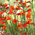 Crocosmia Bulbs | Orange Red Montbretia | Tall Summer Blooms | Easy Care Perennial | 15 Live Bulbs | Crocosmia × crocosmiiflora