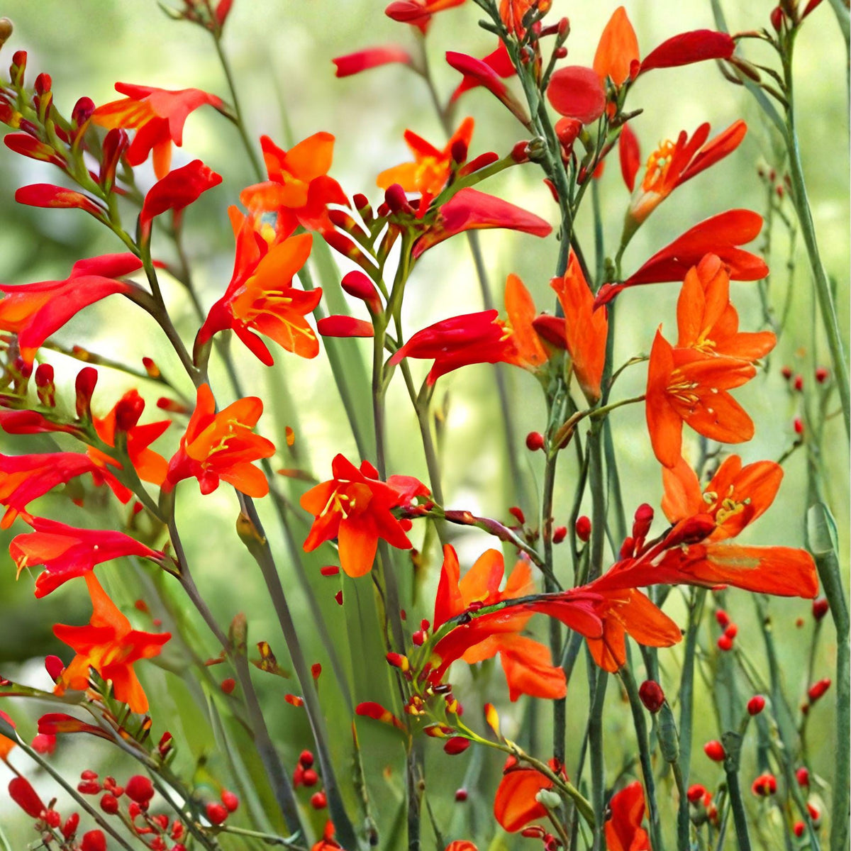 Crocosmia Bulbs | Orange Red Montbretia | Tall Summer Blooms | Easy Care Perennial | 15 Live Bulbs | Crocosmia × crocosmiiflora