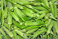 Louisiana Longhorn Okra Seeds - Heirloom, High Yield, Tender Pods, Summer Garden Vegetable, Cowhorn Okra, Heat Tolerant