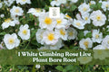 White Climbing Rose Live Plant Bare Root Shrub with Abundant White Blooms - Rosa spp. Ideal for Trellises and Fences