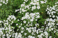 Baby's Breath Seeds, White Gypsophila, Delicate Blooms for Gardens & Bouquets, 500+ Seeds