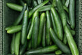 Straight Eight Cucumber Seeds – Heirloom, Non-GMO, High Yield Slicing Variety for Fresh Eating