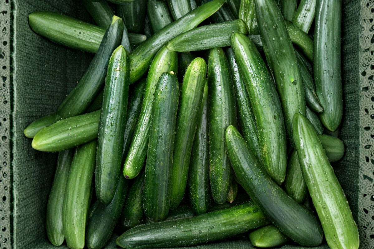 Straight Eight Cucumber Seeds – Heirloom, Non-GMO, High Yield Slicing Variety for Fresh Eating