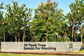 10 Teak Tree Seeds for Planting – Tectona grandis Tropical Hardwood Tree Seeds for Outdoor Gardening