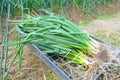 Nebuka Bunching Onion Seeds (Allium fistulosum) – Evergreen White Non-Bulbing Green Onion for Continuous Harvest