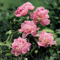 Sarah Bernhardt Peony Root | Fragrant Pink Perennial Garden Plant | Paeonia lactiflora | Long-Lasting Blooms