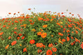 Mexican Torch Sunflower Seeds | Bright Orange Blooms | Pollinator Friendly | Tithonia rotundifolia