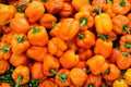 Orange Sun Sweet Bell Pepper Seeds - Heirloom, Non-GMO, High Yield, Sweet Flavor, Capsicum annuum
