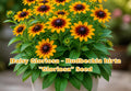 Gloriosa Daisy Seeds Rudbeckia Hirta Yellow Red Bi-Color Flowers Annual Wildflower 250 Seeds