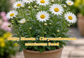 Shasta Daisy Seeds | Perennial White Flowers | Chrysanthemum maximum | Cut Flower Plant, 100 Seeds