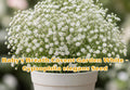 Baby's Breath Seeds Covent Garden White – Annual Flower, Cut Garden, Wedding Blooms, Gypsophila elegans, 100 Seeds