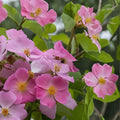 Illinois Rose Seeds – Rosa setigera Native Climbing Rose with Pink Blooms & Ornamental Hips, Ideal for Fences & Pollinator Gardens